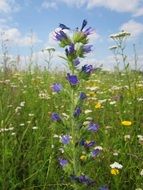 echium vulgare, viperâs bugloss blooming on meadow