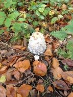 Mushroom with a white cap among foliage