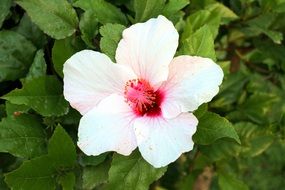 white flower with red center and green leaves