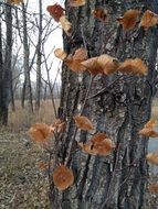 wonderful tree trunk
