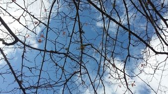 branches of an old tree on a background of blue sky