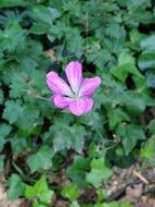 amazing botanical flora