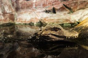 Wild crocodile in water