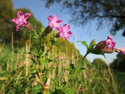 purple silene dioica wildflower