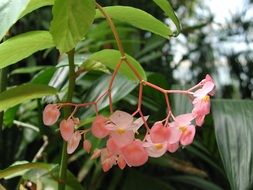 plant with pink flowers