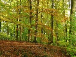 early autumn forest