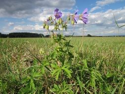 geranium pratense meadow