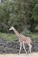 giraffe baby