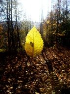 bright yellow autumn leaf among the sunny autumn forest