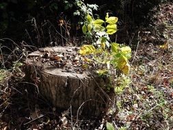 unusually beautiful tree stump and leaves