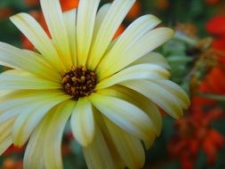 flower with white and yellow petals