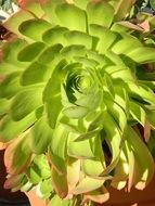 succulent natural plant macro