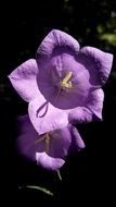 closeup photo of purple bell on dark background