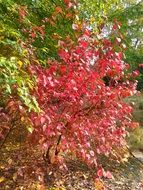 red foliage among green, fall colors