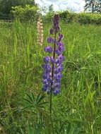 purple lupine flowers in the meadow