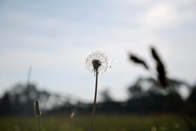 delightful beauty dandelion
