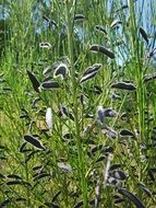 cytisus scoparius plant