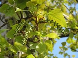 populus tree