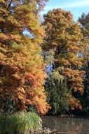 Trees in autumn on the holidays