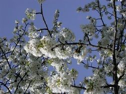 white flowers on cherry tree branches
