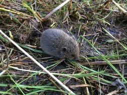 gray mouse among the grass