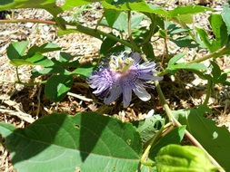 bright blue passionflower flower