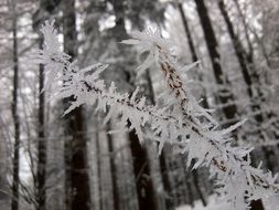 frosted trees in the beautiful white forest at winter