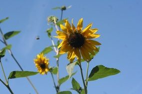View from below on a sunflower against a blue sky