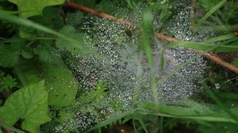 dew on green plants