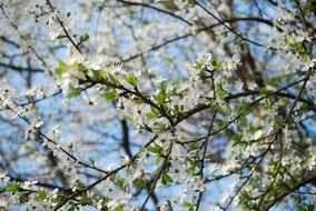 spring flowers blossoming on the tree