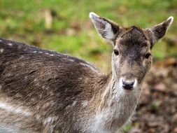 photo of fallow deer in the wild forest