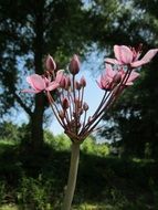 butomus umbellatus wildflower