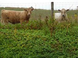 dairy cows on a metal net on the farm