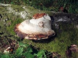 mushroom agaric white
