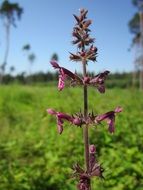 stachys sylvatica close-up