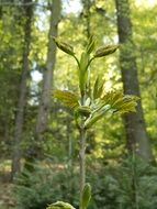 most beautiful bud forest