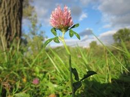 Red clover among green grass