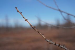 thin branch of a tree close up