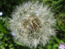 Fluffy white dandelion close-up