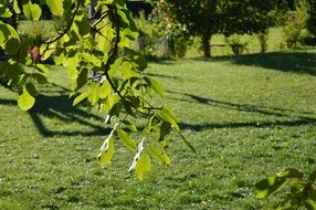 Green leaves on branch sunny summer view