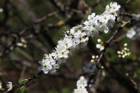 white flowers on branches at sunny spring day