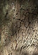 closeup photo of bark on a tree