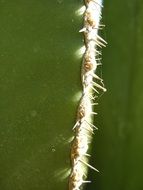 white cactus spines closeup