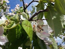bee on white flower on tree branch in spring