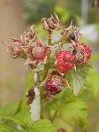 Blackberry fruit on a branch close-up