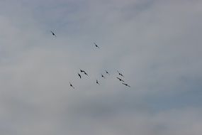 pigeons in the sky
