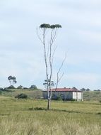 tree in rural