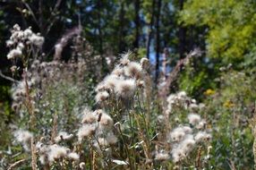 fluffy grass with seeds on the field close-up on blurred background