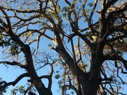 View from below on tree crowns