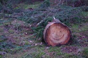 cut log in the forest